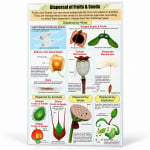 Dispersal of Fruits and Seeds Chart